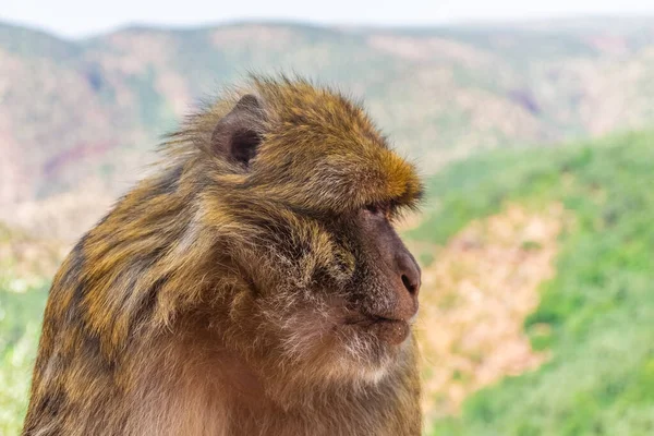 摩洛哥 一只巴巴里猿的近身 — 图库照片