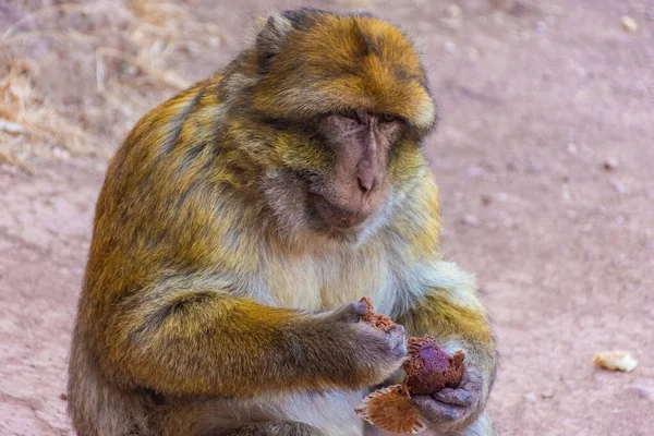 在摩洛哥吃松饼的巴巴里猿 — 图库照片