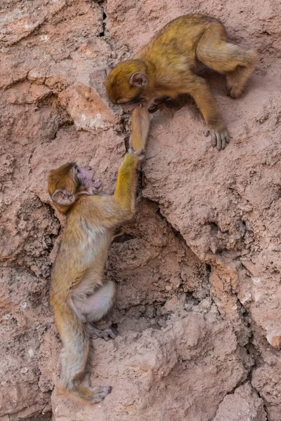 Divoké Opice Navzájem Pomáhají Šplhat Horu Moro — Stock fotografie