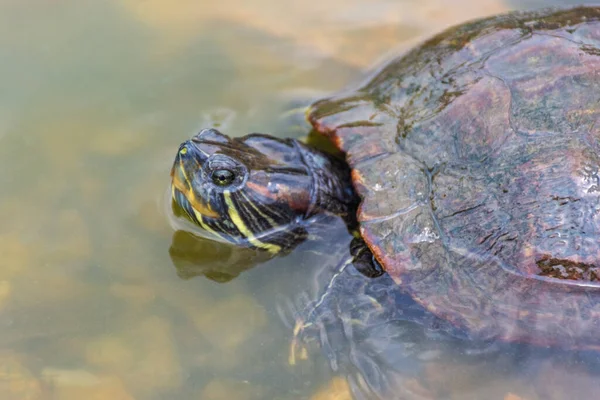 Chrysemys Picta Tortuga Pintada Los Jardines Botánicos Singapur — Foto de Stock