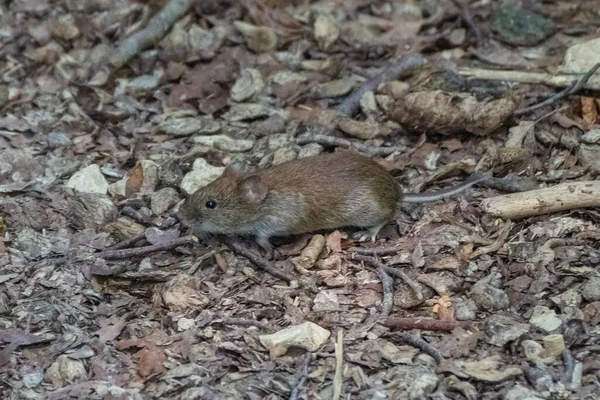 Souris Dans Forêt — Photo