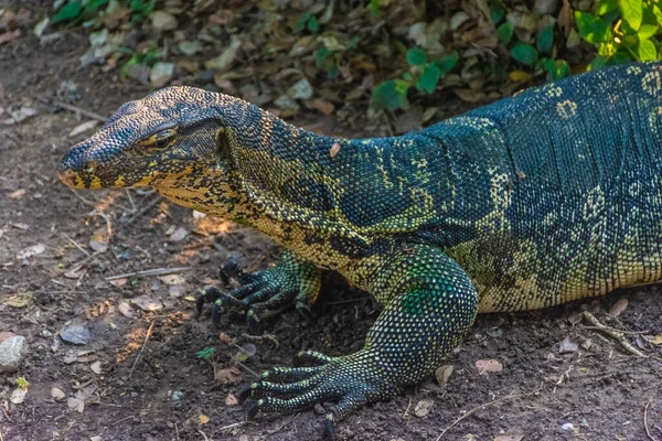 Lucertola Monitor Selvatica Nel Lumphini Park Bangkok Thailandia — Foto Stock