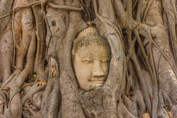 Buda kafası Ayutthaya, Tayland 'da bir Banyan ağacına gömülü.