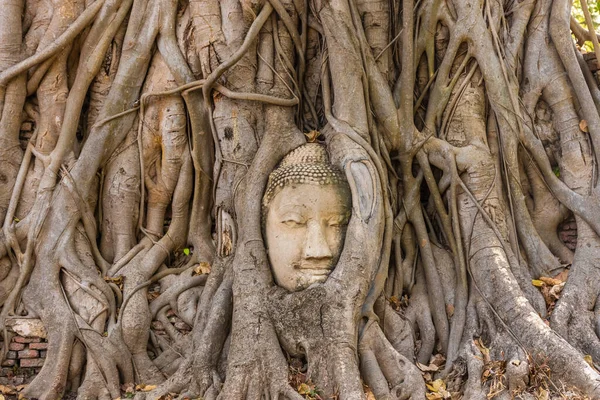 位于泰国Ayutthaya的Banyan树的佛头 — 图库照片