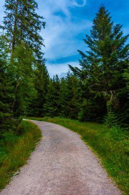 Almanya 'nın kara ormanlarında yürüyüş yolu