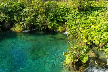 Hırvatistan 'ın Plitvice Göllerinin kristal suyu