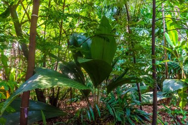 Singapur botanik bahçelerinin tropik yağmur ormanları