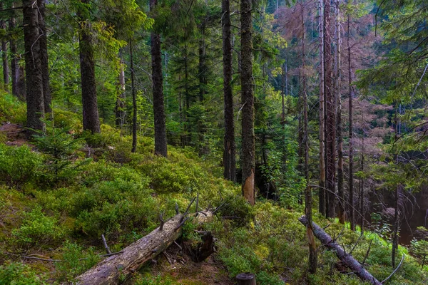 Zwarte Bossen Duitsland — Stockfoto