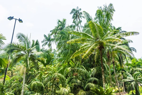 Hermosa Vegetación Los Jardines Botánicos Singapur — Foto de Stock