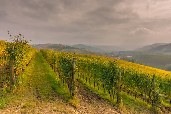 Csodálatos Őszi Táj Langhe Híres Szőlőültetvény Területén Piedmont Olaszország — Stock Fotó