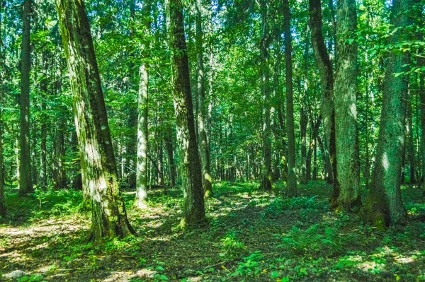 Zicht Het Oerwoud Van Bialowieza Polen Wit Rusland — Stockfoto