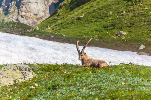 Gran Paradiso Ulusal Parkı Piedmont Talya Daki Dağlarda Dağ Keçisi — Stok fotoğraf