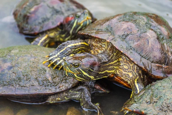 Grupo Chrysemys Picta Tortuga Pintada Los Jardines Botánicos Singapur — Foto de Stock