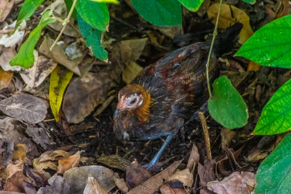 Pájaro Jardines Botánicos Singapur —  Fotos de Stock