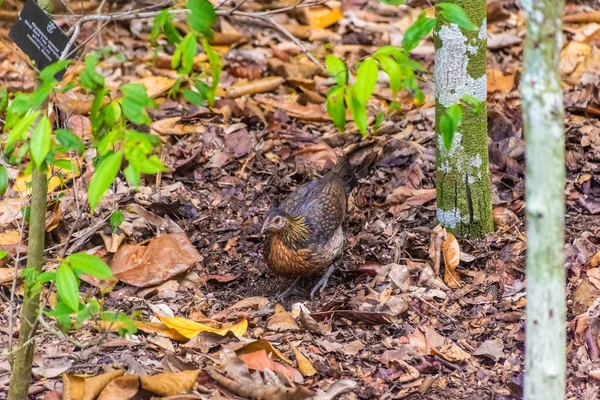 Pták Singapurské Botanické Zahradě — Stock fotografie