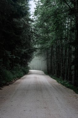 Almanya 'daki Jenner Dağı' ndaki ormandan geçen yol.