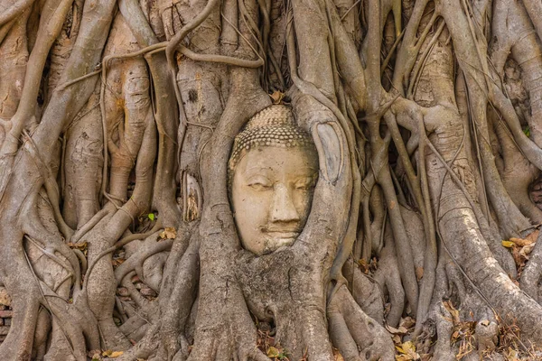 Boeddha Hoofd Ingebed Een Banyan Tree Ayutthaya Thailand — Stockfoto