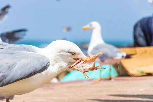 Mewa Jedząca Owoce Morza Plaży Essaouira Maroko — Zdjęcie stockowe