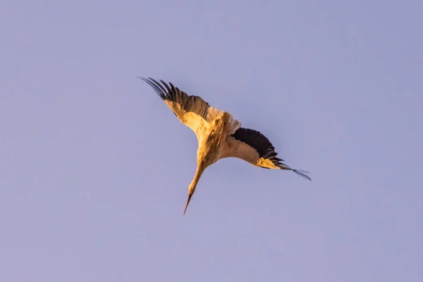 Great Stork Flying Skies Marrakech Morocco — Stock Photo, Image