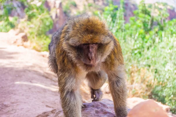 Divoká Barbarská Opice Morococ — Stock fotografie