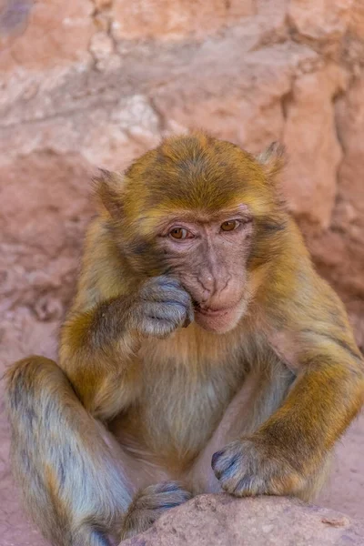 Manger Des Singes Barbares Sauvages Maroc — Photo