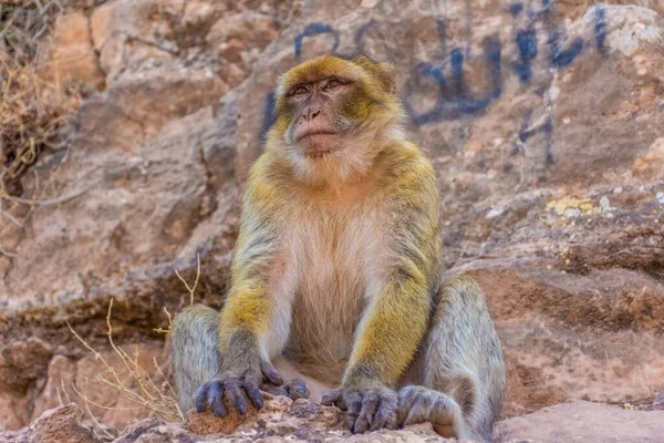 Singe Sauvage Assis Dans Les Montagnes Maroc — Photo