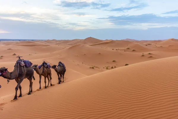 黄昏时美丽的撒哈拉沙漠沙丘景观 Merzouga 摩洛哥 — 图库照片