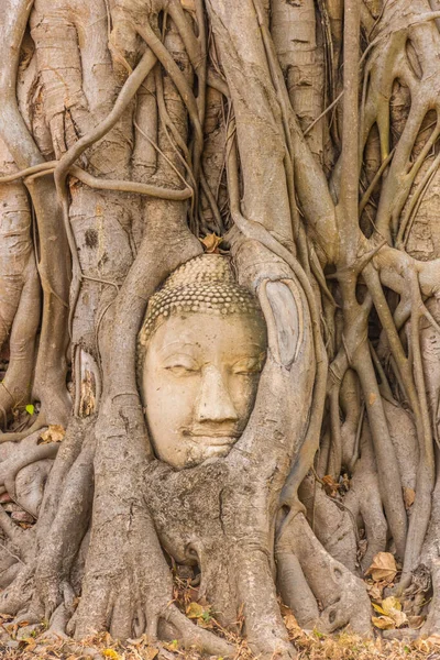 Hlavu Buddhy Zakotvenou Banyanském Stromě Ayutthaya Thajsko — Stock fotografie