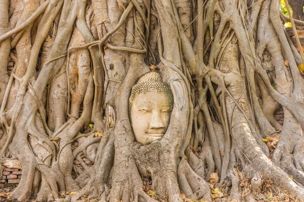 Boeddha Hoofd Ingebed Een Banyan Tree Ayutthaya Thailand — Stockfoto