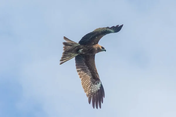 Hawk Voando Sobre Baía Long Vietnã — Fotografia de Stock