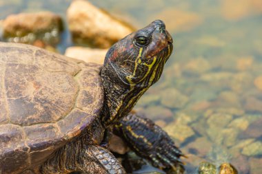 Singapur Botanik Bahçeleri 'ndeki Chrysemys Picta ya da boyalı kaplumbağa.