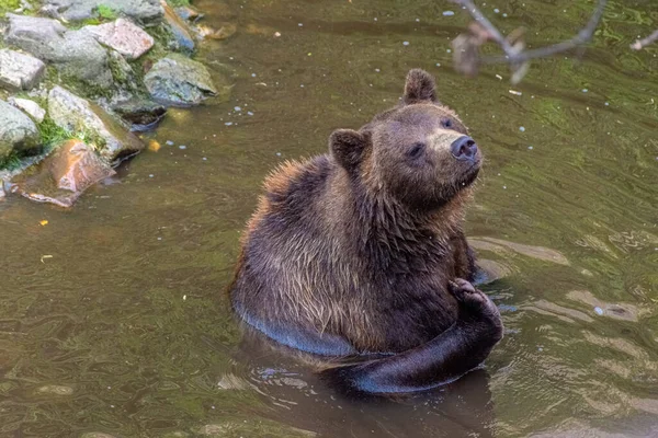 Beau Ours Brun Nageant Dans Eau — Photo