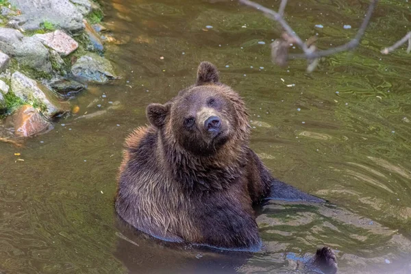 Piękny Niedźwiedź Brunatny Pływający Wodzie — Zdjęcie stockowe