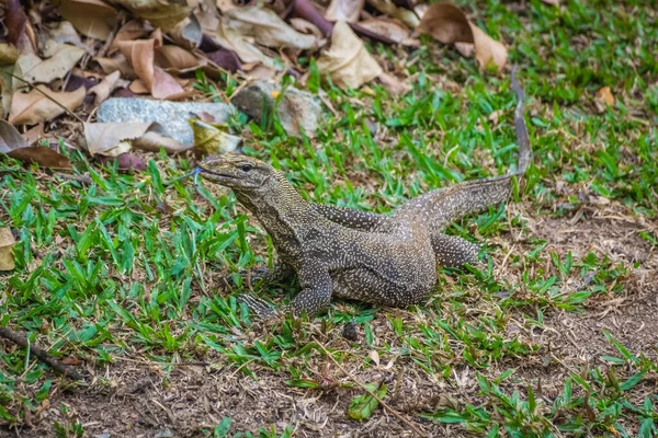 Moniteur Eau Asiatique Lézard Singapour Jardin Botanique — Photo