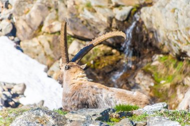 Gran Paradiso Ulusal Parkı, Piedmont, İtalya 'daki dağlarda dağ keçisi.