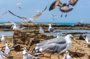 Essaouira, Fas 'ın kayalık sahillerinde martı sürüsü.