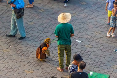 MARRAKECH, FOCCO, 3 Eylül 2018: Djemaa El Fna 'da maymunlu adam, pazar meydanı