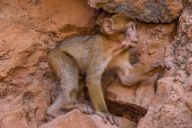 Yavru vahşi maymun ininde, Fas