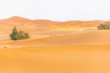 Sahra Çölü 'nün güzel manzarası, erg Chebbi, Merzouga, Fas
