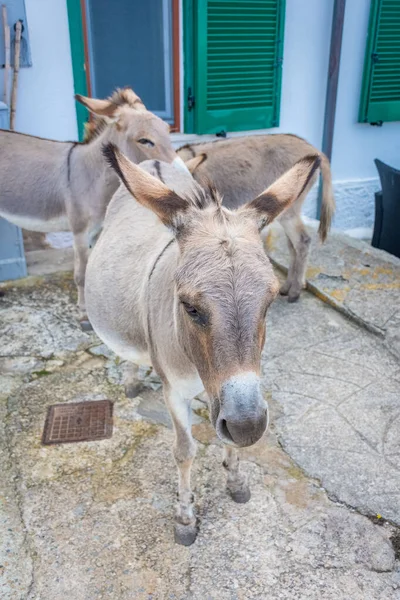 Asinaraöns Endemiska Åsna Sardinien — Stockfoto