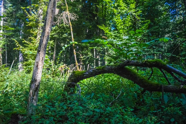 ビアロウィザ原生林 ポーランド ベラルーシの風景 — ストック写真