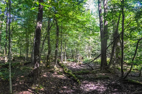 Paisagem Floresta Primeval Bialowieza Polônia Bielorrússia — Fotografia de Stock