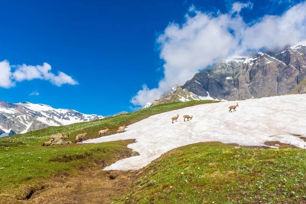 意大利大帕拉迪索国家公园雪山中美丽的高山松柏 — 图库照片