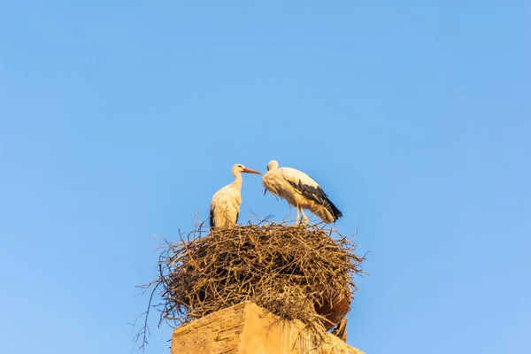 Pár Čápů Hnízdě Nad Kasbahem Marrákeši Morocco — Stock fotografie