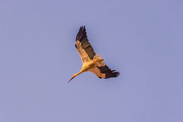 Ein Großer Storch Himmel Von Marrakesch Marokko — Stockfoto