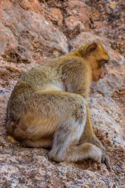 Wilde Barlaanaap Marokko — Stockfoto