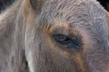 Asinara Adası 'nın soylu eşeği Sardinya' nın gözlerini kapat.