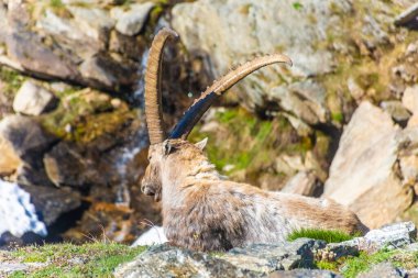 Gran Paradiso Ulusal Parkı, Piedmont, İtalya 'daki dağlarda dağ keçisi.
