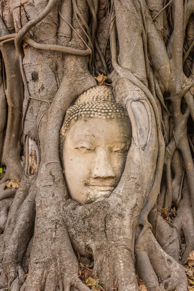 Budda Osadzony Drzewie Banyan Ayutthaya Tajlandia — Zdjęcie stockowe