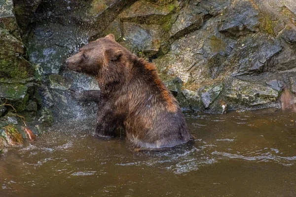 Mooie Bruine Beer Zwemmen Het Water — Stockfoto